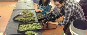 Florida marijuana workshops