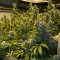 Marijuana cultivation business applications